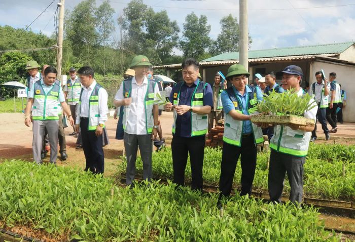Phát triển nguồn giống chất lượng cao là một trong những giải pháp quan trọng nhằm xây dựng vùng nguyên liệu gỗ lớn - Ảnh: N.B.