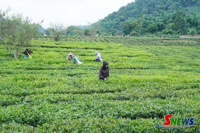 Nông dân xã Bình Thuận thu hái chè.