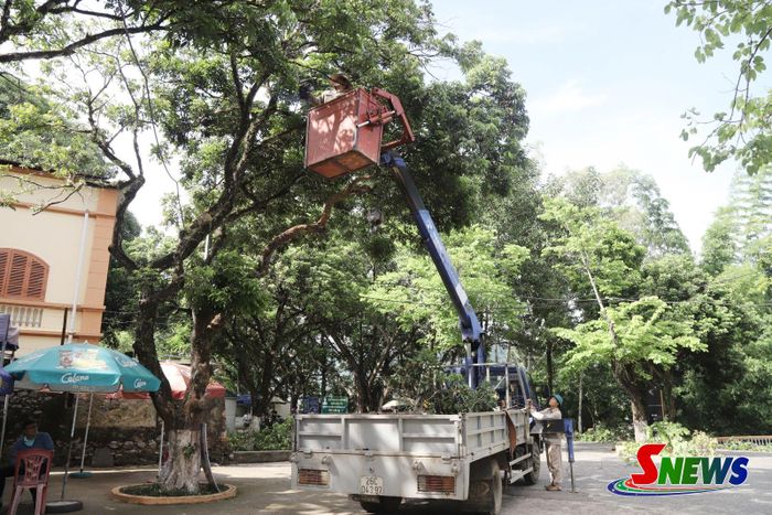 Công nhân Xí nghiệp Cây xanh sử dụng xe thang để cắt tỉa cây.
