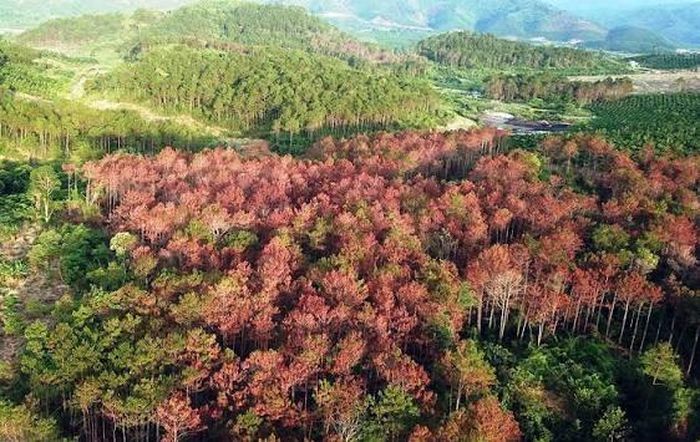 Rừng ở khi vực Tây Nguyên. Ảnh minh họa