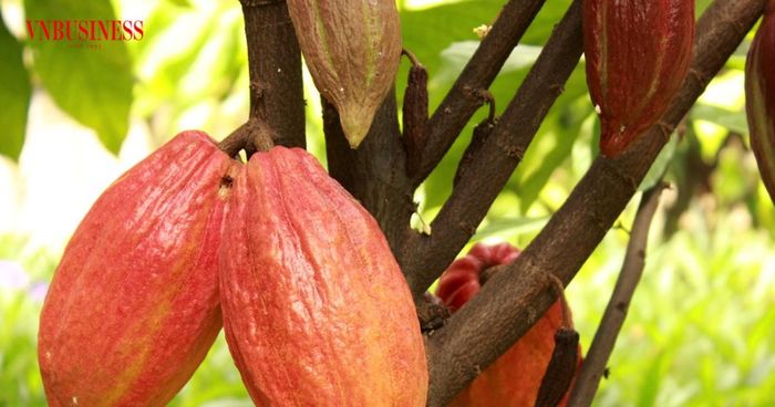 Ứng dụng khoa học công nghệ, chế biến sâu và đổi mới sáng tạo đang góp phần nâng giá trị cây ca cao.