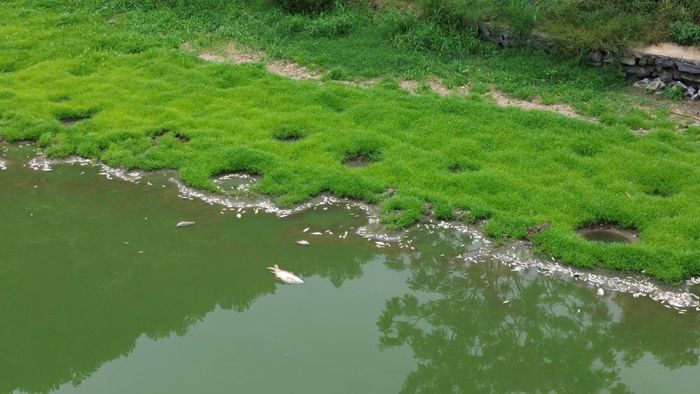 Không chỉ cá nhỏ, cá lớn cũng chết nổi trắng bụng, bốc mùi hôi tanh nồng nặc.