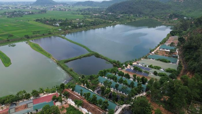 Khu vực trang trại chăn nuôi lợn của hộ gia đình ông Đặng Xuân Hùng.