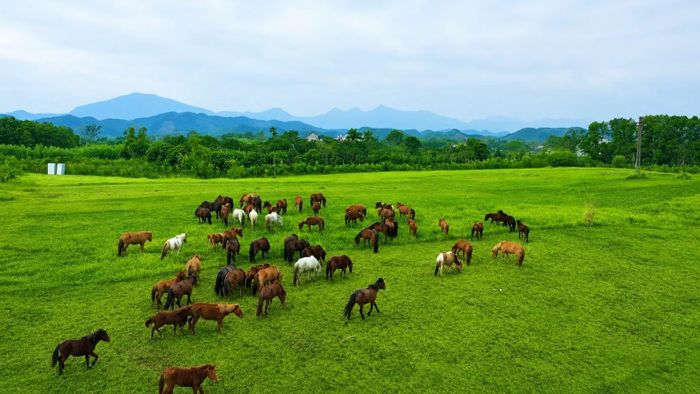 Vào những ngày tiết trời dễ chịu, chúng được đưa ra bãi để tự do chăn thả, hít thở không khí trong lành.