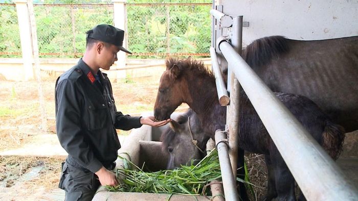 Để một chiến mã từ hoang dã trở thành đồng đội trung thành, các chiến sĩ phải dành rất nhiều thời gian và công sức. Từng ngày, từng giờ, họ kiên nhẫn chăm sóc, tập luyện và trò chuyện với ngựa để xây dựng lòng tin.