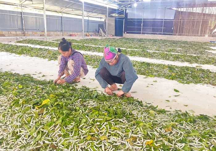 Hợp tác xã Dâu tằm Cách Linh, xã Bế Văn Đàn phát triển nghề trồng dâu, nuôi tằm bước đầu mang lại hiệu quả kinh tế.