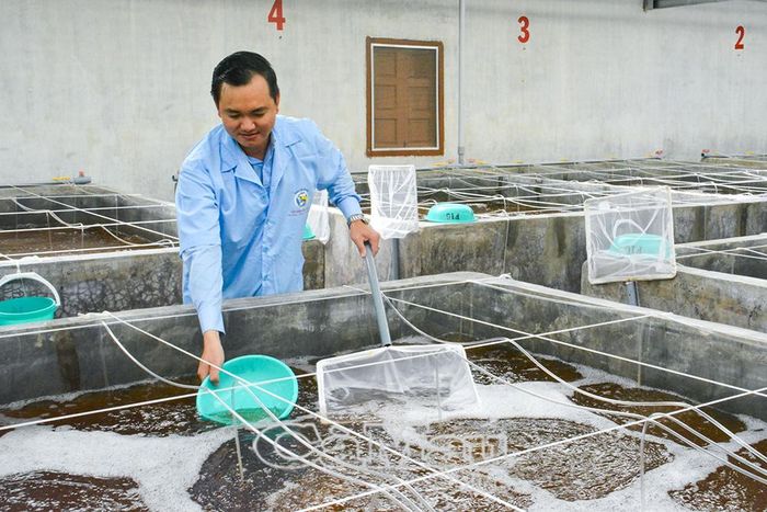 Nhân viên Công ty Cổ phần Việt Úc - Bạc Liêu lấy mẫu tôm kiểm tra trước khi xuất trại.