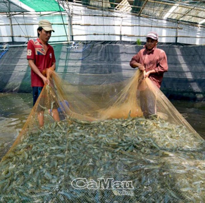 Tôm giống đạt chất lượng sẽ giúp vụ nuôi thành công, mang lại lợi nhuận cho người dân.