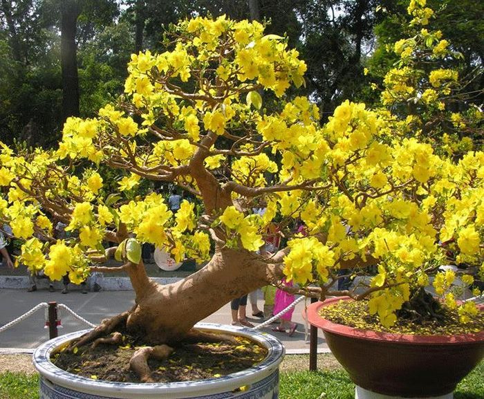 Tăng giá trị thẩm mỹ cho không gian sống. Ảnh minh họa.