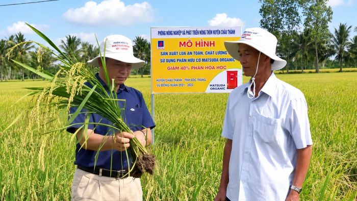 Nông dân kiểm tra quá trình sinh trưởng của cây lúa. (Ảnh: VĂN ÚT-TÙNG ANH)