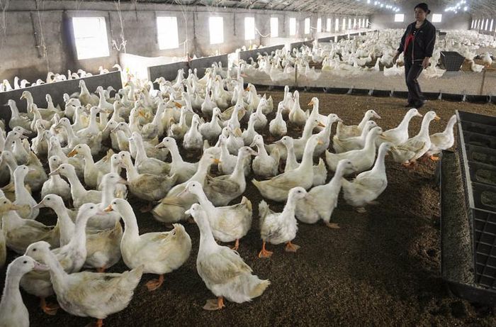 Tỉnh Sơn Đông, vùng sản xuất vịt lớn nhất Trung Quốc, bị cho là đã hỗ trợ các nhà máy chế biến đậu tương và sản xuất thức ăn hỗn hợp, qua đó giúp giảm đáng kể chi phí chăn nuôi