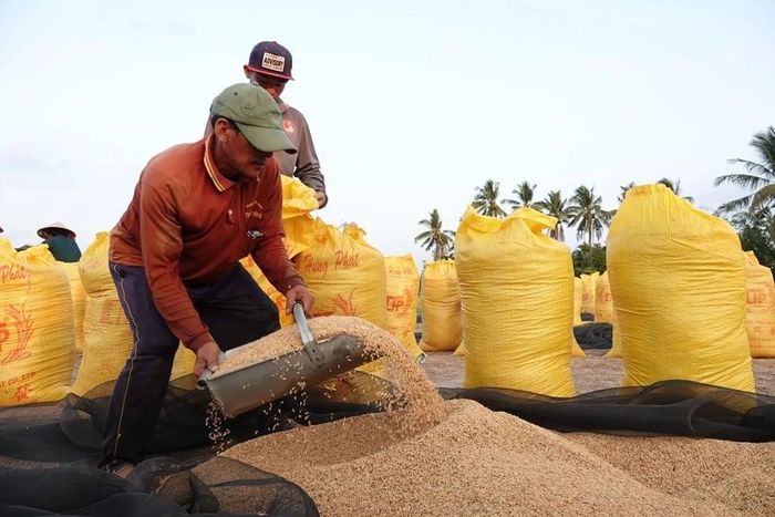 Giá lúa tươi tại khu vực Đồng bằng sông Cửu Long hôm nay 15/7 ghi nhận một số loại tăng tới 500 đồng/kg. (Ảnh minh họa: Báo Thanh Niên)