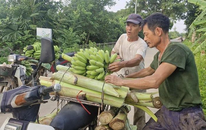 Người dân vùng ngoài đê sông Hồng ở xã Phú Xuyên chủ động thu hoạch chuối, phòng ngừa thiệt hại do thiên tai gây ra. Ảnh: PV
