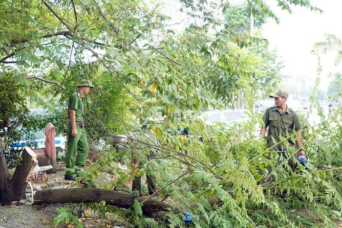 Một số cây xanh ảnh hưởng an toàn giao thông sẽ được thay thế bằng cây xanh đô thị. Ảnh: Kim Nhuệ