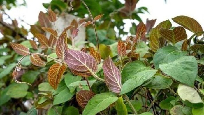 Lá mơ là một loại rau quen thuộc của người Việt, thường được dùng kèm với các món ăn.