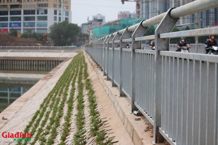 Hệ thống lan can dọc đường Trung Thư đã cơ bản được hoàn thiện, khu vực kè cũng được trồng cỏ để đảm bảo cảnh quan.