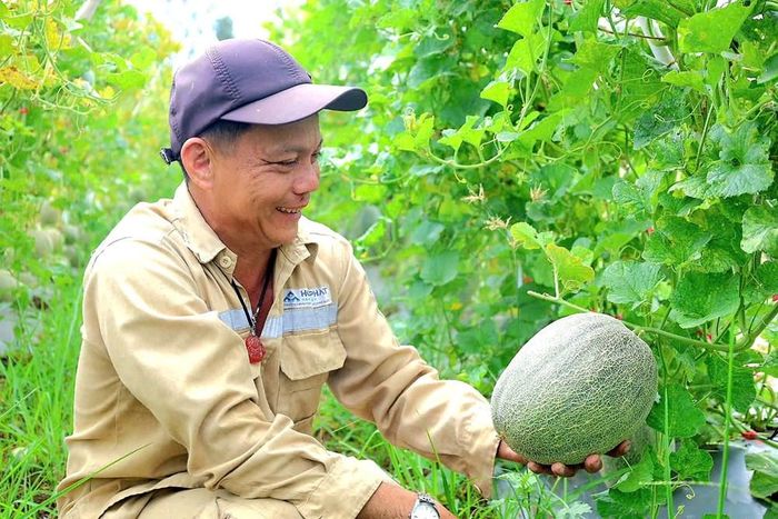 Ông Bùi Hai kiểm tra sự sinh trưởng của dưa lưới trước thời điểm thu hoạch