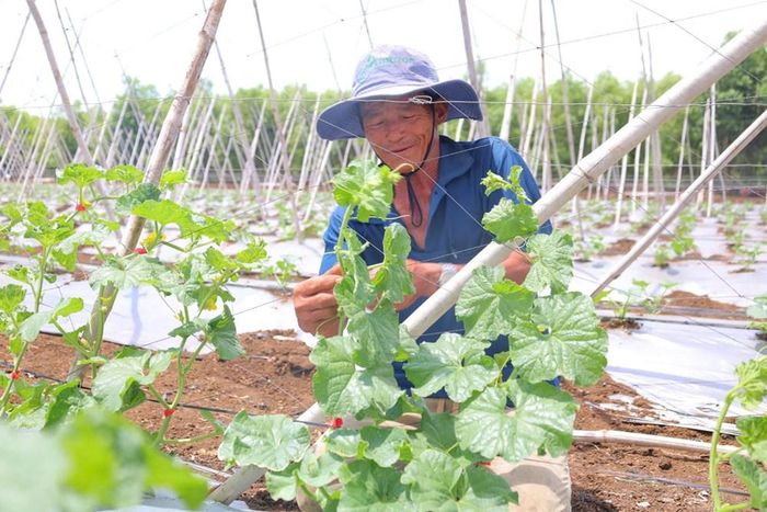 Ông Đặng Điềm thường xuyên kiểm tra vườn dưa lưới để bảo đảm cây sinh trưởng khỏe, cho năng suất cao