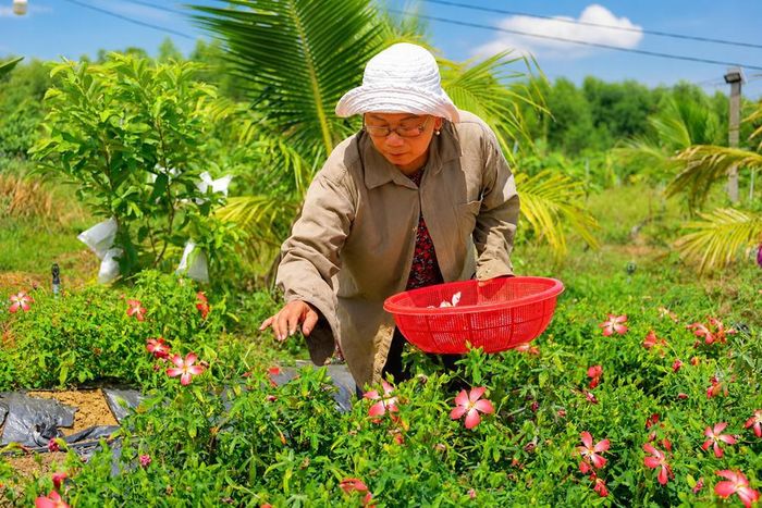 Bà Nguyễn Thị Diệu chăm sóc vườn sâm bố chính được canh tác theo quy trình hữu cơ tại xã Mộ Đức
