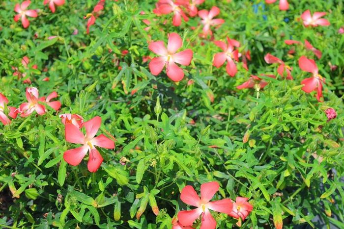 Vườn sâm bố chính rộng 1.500m² được đầu tư bài bản, hướng đến phát triển vùng dược liệu chất lượng cao