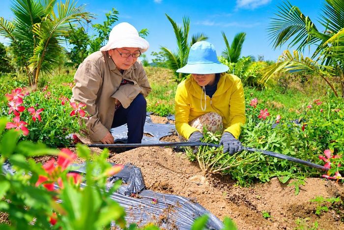 Bà Nguyễn Thị Diệu cùng lao động kiểm tra sự sinh trưởng của cây sâm bố chính
