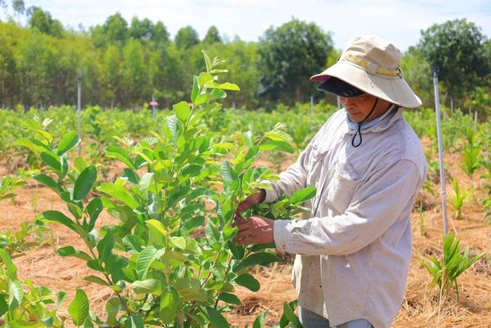 Trang trại tổng hợp của bà Nguyễn Thị Diệu tạo việc làm thường xuyên cho nhiều lao động nông thôn với thu nhập ổn định
