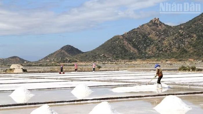 Tuy diện tích sản xuất muối thủ công nhiều, nhưng sản lượng chỉ đạt 45% tổng sản lượng, cho nên địa phương đang nhân rộng mô hình sản xuất muối công nghiệp trên nền ruộng có trải bạt ni-lông để nâng cao năng suất và giá trị hạt muối.
