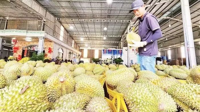 Sầu riêng xuất khẩu đang được ưu tiên tạo thuận lợi trong quá trình thông quan. (Ảnh: Báo Nhân Dân)