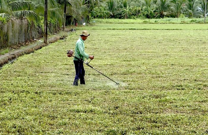  Nông dân cắt bỏ những luống rau răm bị hư hại 