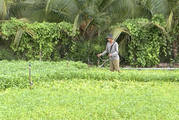  Nông dân cắt bỏ những luống rau bị hư hại 