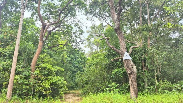 Trong khu bảo tồn Bình Châu - Phước Bửu có đa dạng loài cây rừng, nhiều cây cổ thụ lên đến hàng trăm năm tuổi