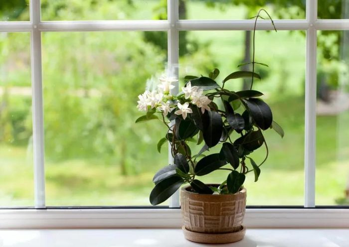 Hoa nhài với sắc trắng tinh khôi, hương thơm ngọt ngào mang đến giấc ngủ êm ái và tinh thần sảng khoái khi thức dậy.
