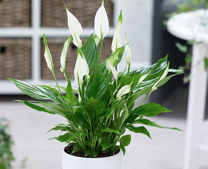 Cây lan ý với hoa trắng tinh khôi, lá xanh đậm có tác dụng thanh lọc không khí, giúp dễ thở và ngủ ngon hơn.