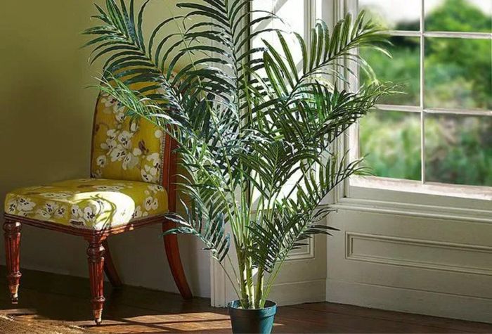 Cọ tre với thân thẳng, lá xanh rậm rạp, mang đến cảm giác ấm áp, thư giãn cho phòng ngủ.