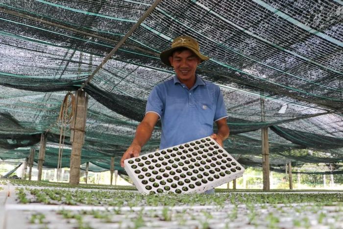 Sau thời gian nuôi trong phòng lab, cây sẽ được chuyển ra để thích ứng môi trường bên ngoài. (Ảnh: Hồng Thái/TTXVN)