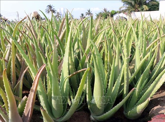 Diện tích trồng nha đam tại xã Vĩnh Hải (Khánh Hòa).