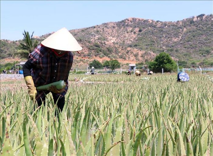 Nông dân xã Vĩnh Hải (Khánh Hòa) thu hoạch nha đam.
