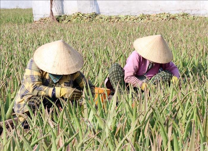 Nông dân phường Đông Hải (Khánh Hòa) chăm sóc nha đam.