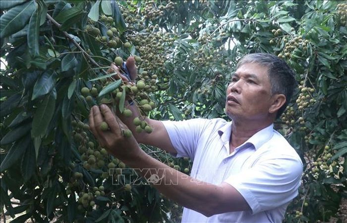 Ông Trần Văn Mý, xã Tân Hưng, tỉnh Hưng Yên, chăm sóc vườn nhãn của gia đình.