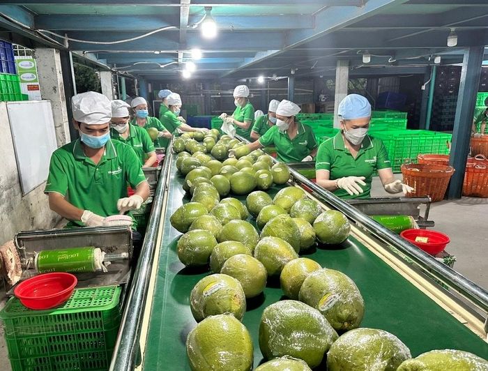 Doanh nghiệp cần xây dựng chuỗi giá trị khép kín từ vùng nguyên liệu, chế biến sâu đến thương mại hóa trong bối cảnh thương mại toàn cầu hiện nay. Ảnh minh họa
