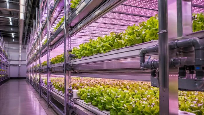 Ảnh minh họa: Vertical Farming Blog