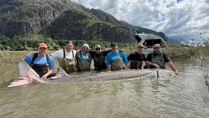 Con cá tầm khổng lồ nặng 544kg. Ảnh: Wired2fish