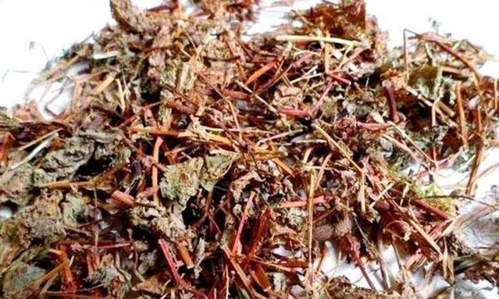 Có giá trị làm dược liệu. Ảnh minh họa