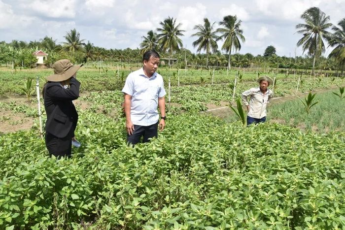  Ngành chức năng tỉnh Đồng Tháp kiểm tra tình hình thiệt hại và thăm hỏi người dân trồng rau bị thiệt hại 