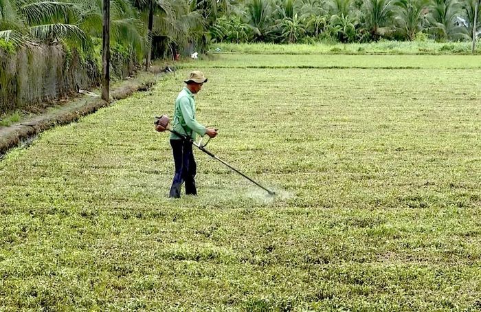  Người dân phá bỏ ruộng rau bị hư hại 