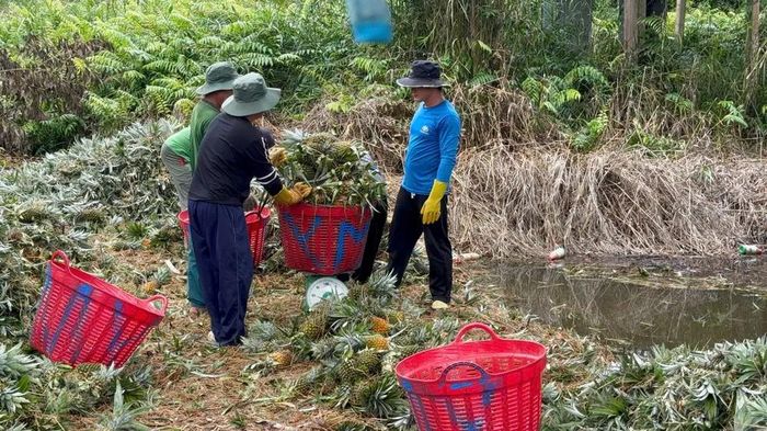 Thương lái thu mua khóm tại ruộng