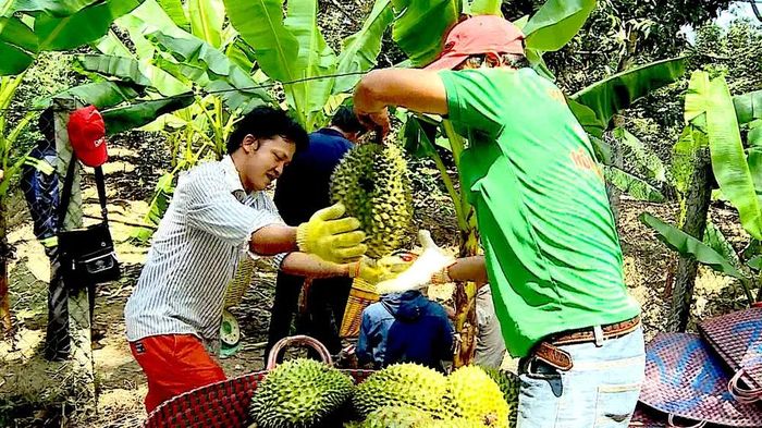 Thương lái thu mua sầu riêng tại vườn