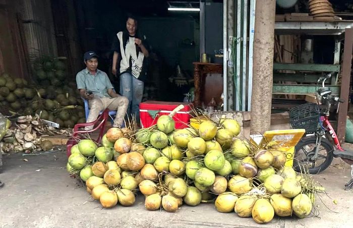 Giá dừa uống nước giảm nhanh do đang vào mùa mưa nhu cầu tiêu thụ giảm
