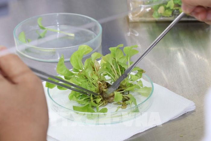 Nghiên cứu giống cây trồng tại Trường Đại học Trà Vinh. Nhiều kết quả nghiên cứu của nhà trường đã được ứng dụng vào sản xuất nông nghiệp và đời sống. Ảnh: Thanh Hòa - TTXVN