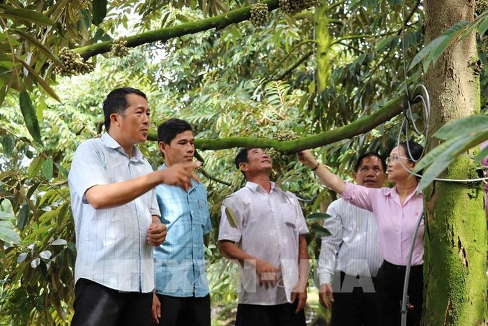 Cán bộ Phòng Giao dịch Ngân hàng CSXH Châu Thành, tỉnh Đồng Tháp tham quan mô hình trồng sầu riêng của hội viên Hội Nông dân từ nguồn vốn tín dụng chính sách. Ảnh: Hữu Chí - TTXVN